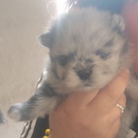 Volpini di Pomerania