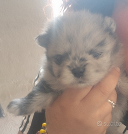 Volpini di Pomerania