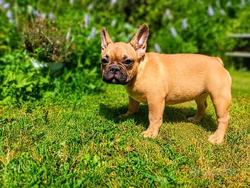 Bulldog francesi pedigree ENCI