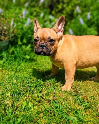 Bulldog francesi pedigree ENCI