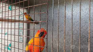 Pappagalli parlanti giocherelloni