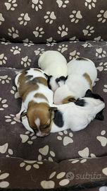 Jack Russel
