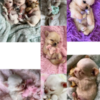 Cuccioli di chihuahua