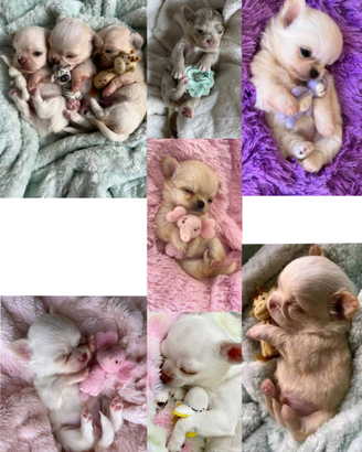 Cuccioli di chihuahua