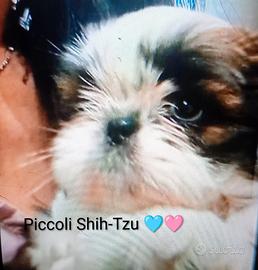 Shih tzu (taglia piccola)