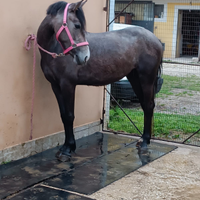 Vendita cavallo femmina