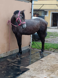 Vendita cavallo femmina