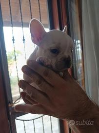 bulldog francese 