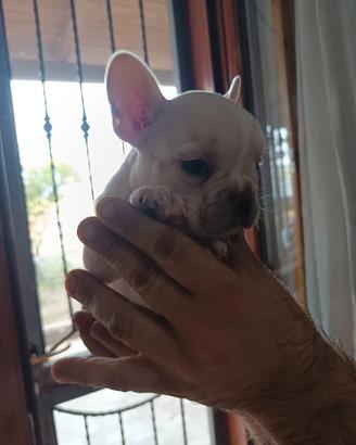 bulldog francese 