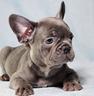 cucciolata-bulldog-francese