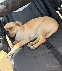 Chihuahua