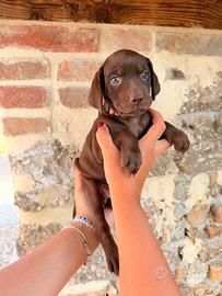 Cuccioli incrocio Vizsla
