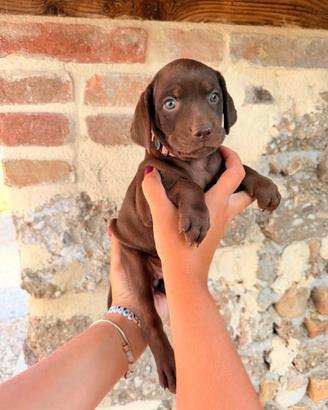 Cuccioli incrocio Vizsla