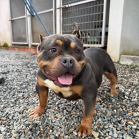 American bully poket