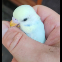 Cocorite in blocco si vende