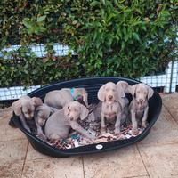 WEIMARANER cuccioli