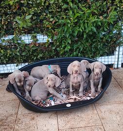 Ultimi cuccioli di WEIMARANER