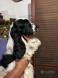 Disponibile cucciola di Cocker Spaniel Inglese