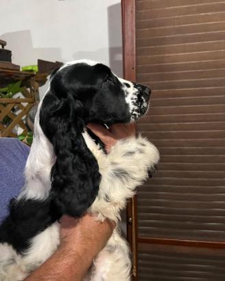 Disponibile cucciola di Cocker Spaniel Inglese