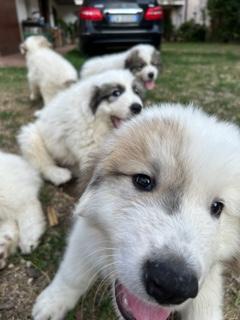 Cuccioli Montagna dei Pirenei