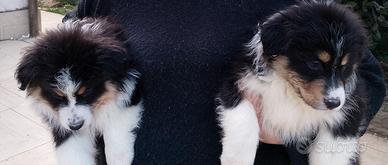 Cuccioli di pastore Australiano