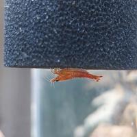 Neocaridine Wild Red Cherry