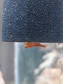 Neocaridine Wild Red Cherry