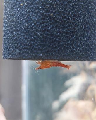 Neocaridine Wild Red Cherry