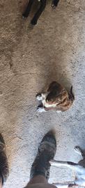 dispo cuccioli piu di 3 mesi ,incrocio bracco spri