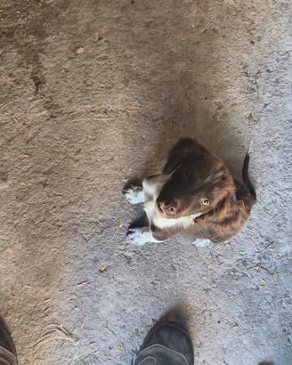 dispo cuccioli piu di 3 mesi ,incrocio bracco spri