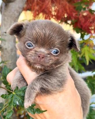 Chihuahua piccolo lilac pelo lungo maschio