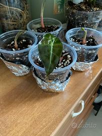 Alocasia Polly