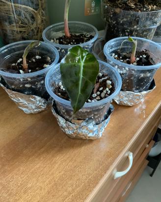 Alocasia Polly