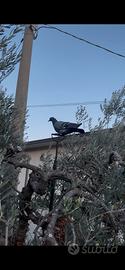 Piccione ternano da racchetta