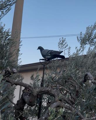 Piccione ternano da racchetta