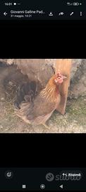 Galline ornamentali