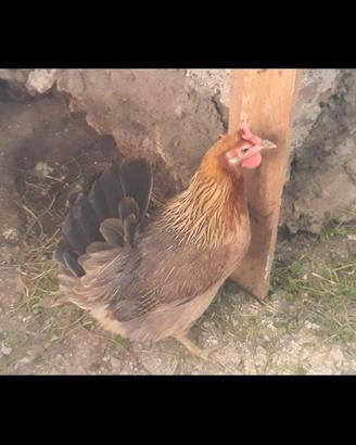 Galline ornamentali