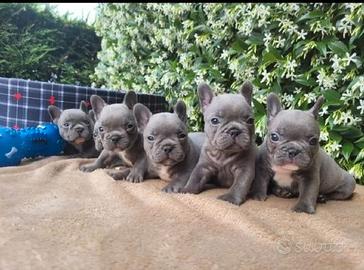 bulldog francesi 