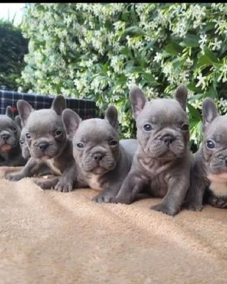 bulldog francesi 
