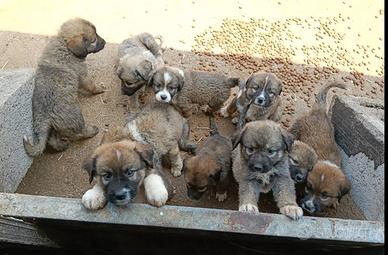 Cuccioli di pastore del Caucaso già svezzati
