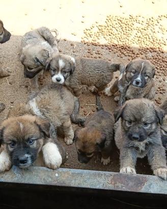 Cuccioli di pastore del Caucaso già svezzati