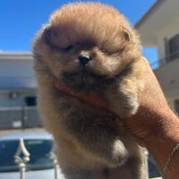 Pomerania toy
