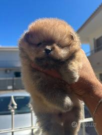 Pomerania toy