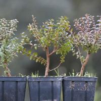 Prebonsai Mirto