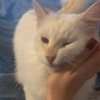 Stiamo dando in adozione a questo bel gattino