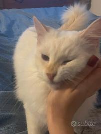 Stiamo dando in adozione a questo bel gattino