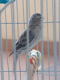 Canarina Agata 15