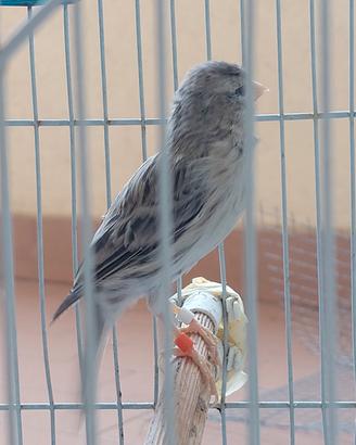 Canarina Agata 15