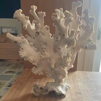 Corallo bianco