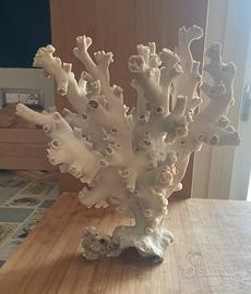 Corallo bianco